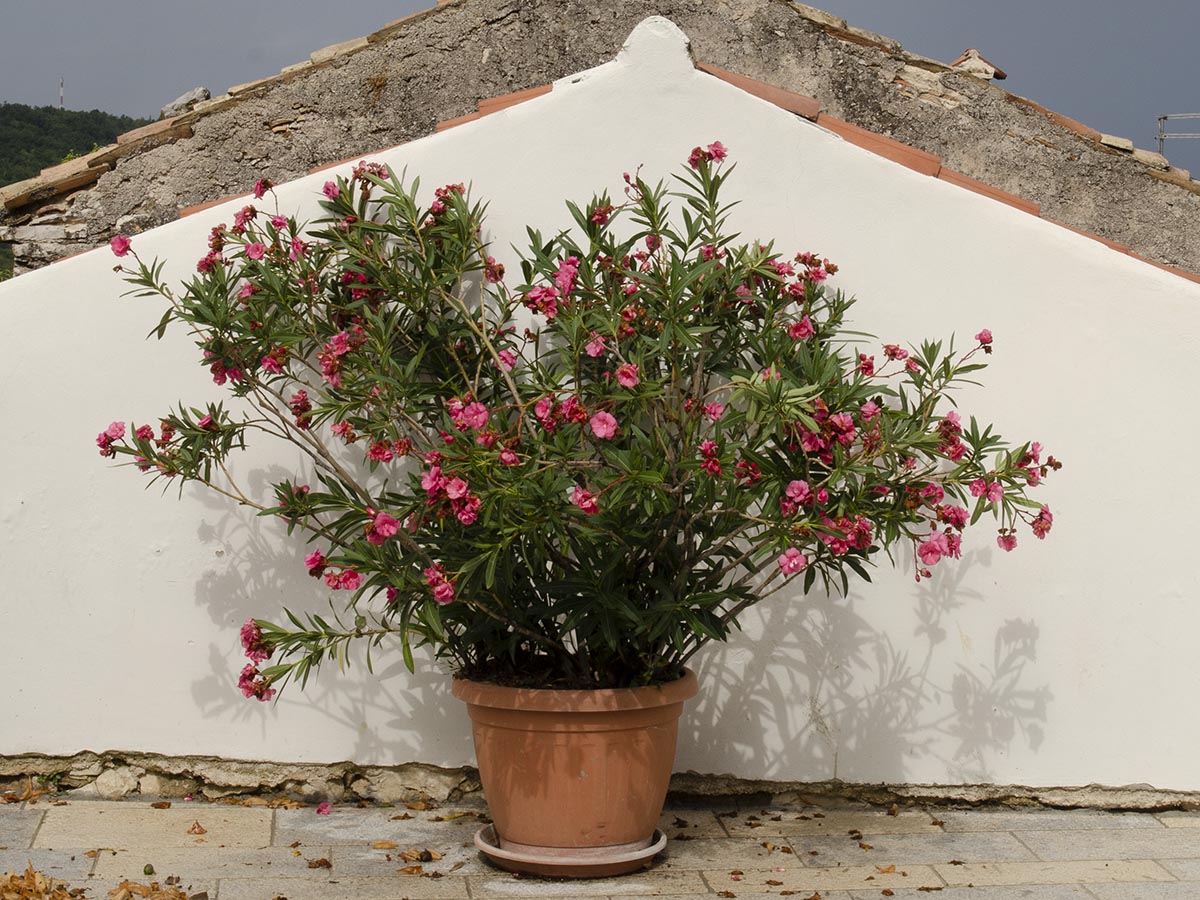 Nerium oleander